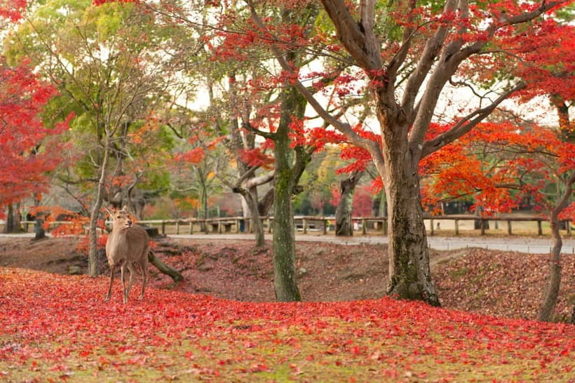 Kyoto/Osaka: Nara, Fushimi Inari Taisha, Arashiyama Bus Tour - Fushimi Inari Taisha and the red gate corridor