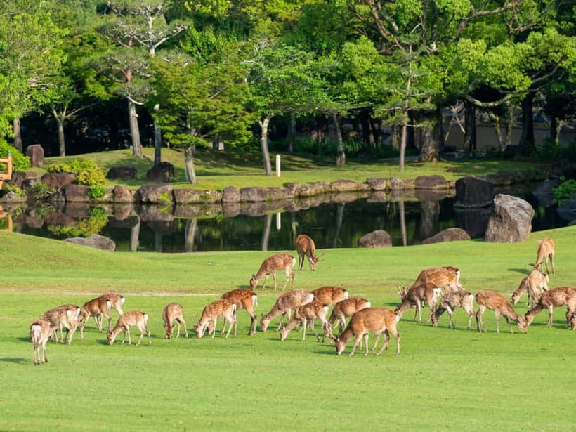 Kyoto/Osaka: Nara, Fushimi Inari Taisha, Arashiyama Bus Tour - Arashiyama gives you the most freedom