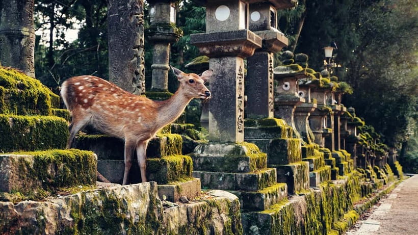 Kyoto/Osaka: Nara, Fushimi Inari Taisha, Arashiyama Bus Tour - Who should book this Kyoto and Nara tour