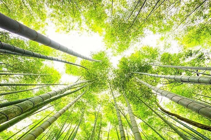 Kyoto, Osaka, Nara Private Tour by Car English Driver Guide - Osaka: castles, shrines, and city energy