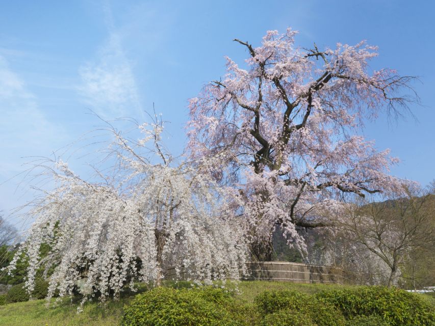 Kyoto: Private 2.5 Hour Historical Walking Tour - Maruyama Park and Nene-no-michi