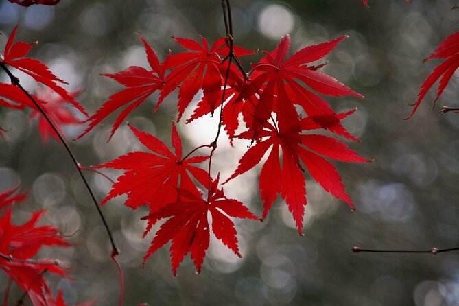 Kyoto: Private Flexible 3 hours tour with a local guide - Key points to know