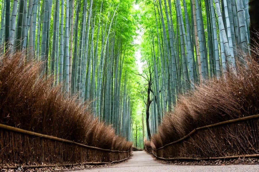 Kyoto: Private Full-Day Tour by Car - The car, driver, and comfort level