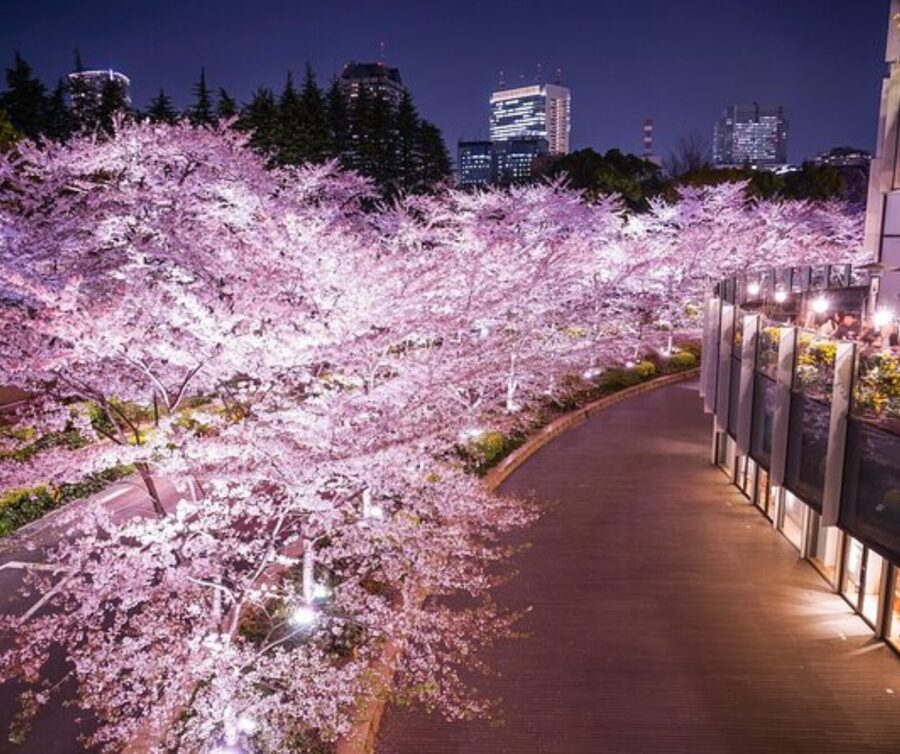 Kyoto: Private Highlights Tour with Guide and Luxury Vehicle - Sanjusangen-do adds a different kind of temple visit