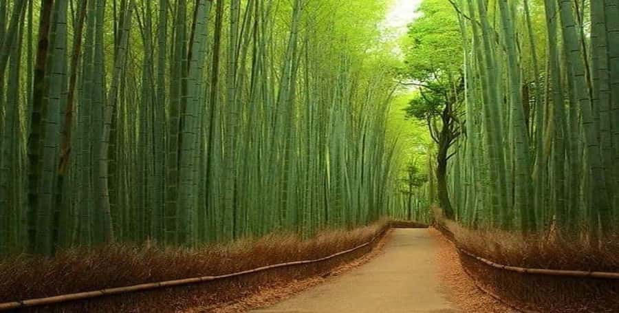 Kyoto:Private Tour/Luxury Vehicle with Guide & photographer - Key points to know before booking