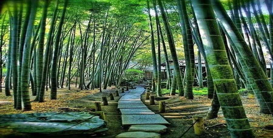 Kyoto:Private Tour/Luxury Vehicle with Guide & photographer - One day, several major sights, and the risk of rushing