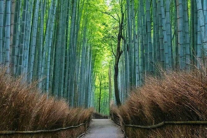 Kyoto tour 12 hours Private Nagoya pick up available - Arashiyama and the Togetsukyo Bridge