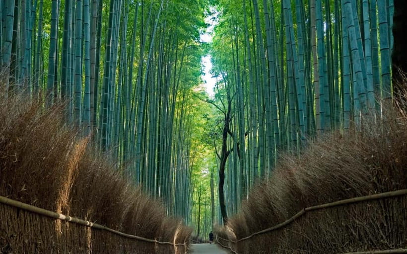 Kyoto UNESCO World Heritage Sites 1d Tour from Osaka/Kyoto - Who will get the most from this tour