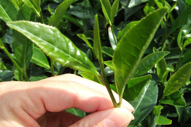 Matcha Green Tea Plantation and Matcha Factory Visit - Key points to know before you book