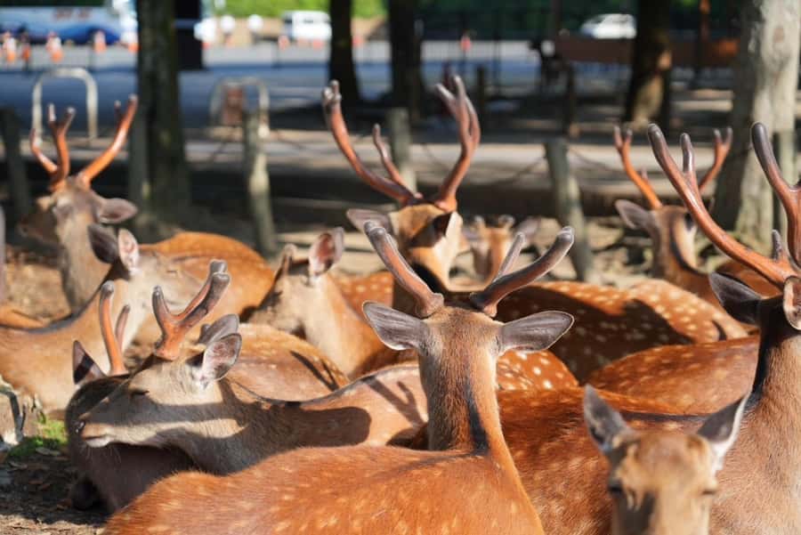 Nara Early Bird Tour (Kyoto Departure Option Available) - Kofuku-ji gives you your first taste of Nara