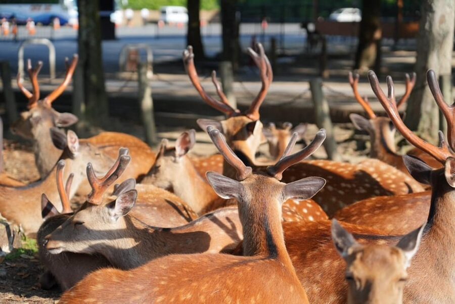 Nara Early Bird Tour (Kyoto Departure Option Available) - Kasuga Grand Shrine brings a quieter finish