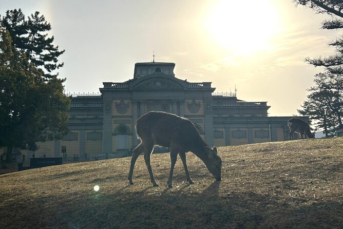 Nara Early Morning Tour (Kyoto or Osaka Departure Available) - What the guides add to the morning