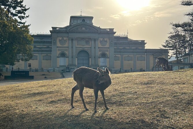Nara Early Morning Tour (Kyoto or Osaka Departure Available) - Walking, transport, and the practical details