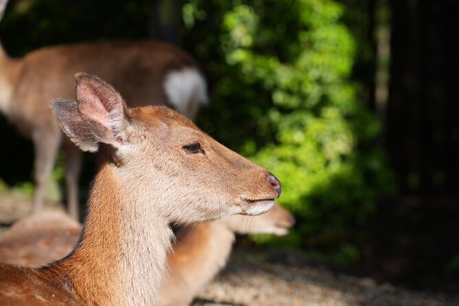 Nara Early Morning Tour (Kyoto or Osaka Departure Available) - Is $61.02 good value?