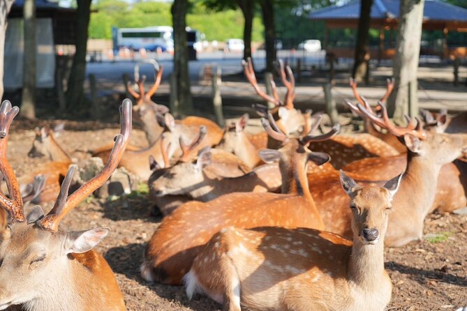 Nara Early Morning Tour (Kyoto or Osaka Departure Available) - Kofuku-ji Temple and the famous five-story pagoda