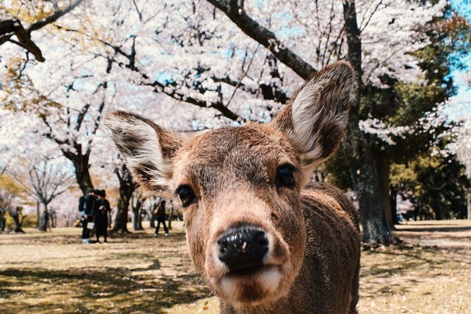 Nara : Private Day Walking Tour (From Osaka/Kyoto Possible) - Key points to know before booking