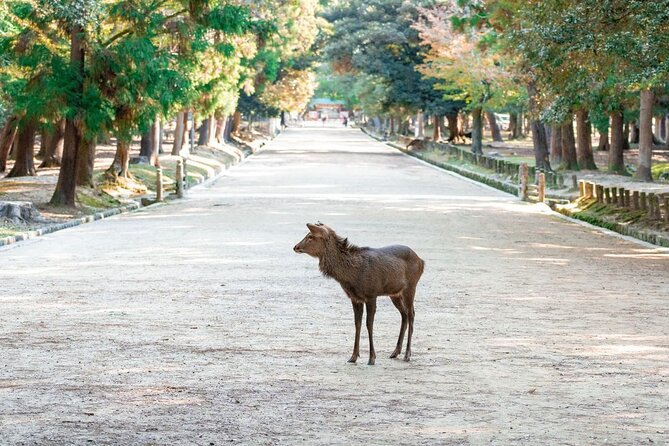 Nara : Private Day Walking Tour (From Osaka/Kyoto Possible) - Kofuku-Ji and the Ashura statue