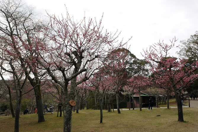Nara Todaiji Kasuga Taisha Private Full Day Tour From Kyoto - Nara Park and the Sika deer