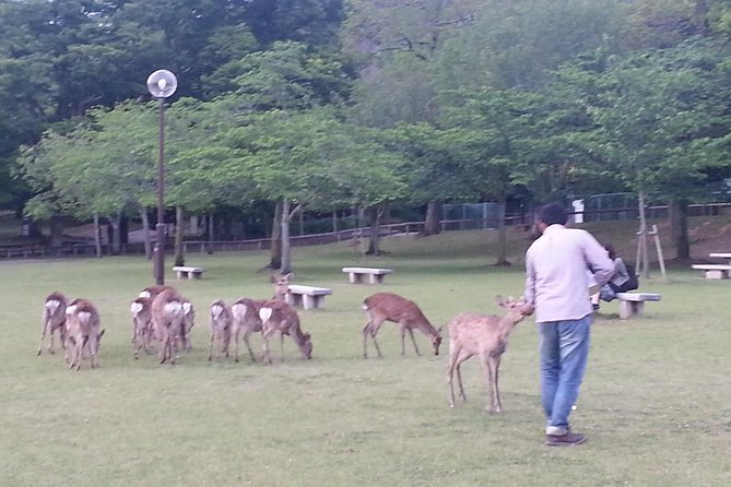 One-Day Walking Tour of Amazing 8th Century Capital Nara - Why Nara works so well as a full-day outing
