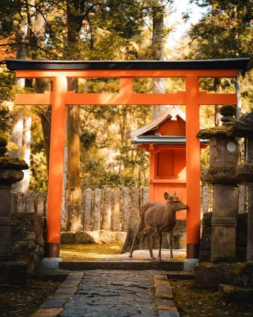 Osaka: Kyoto and Nara Private Day Trip - Tōdai-ji and the Great Buddha