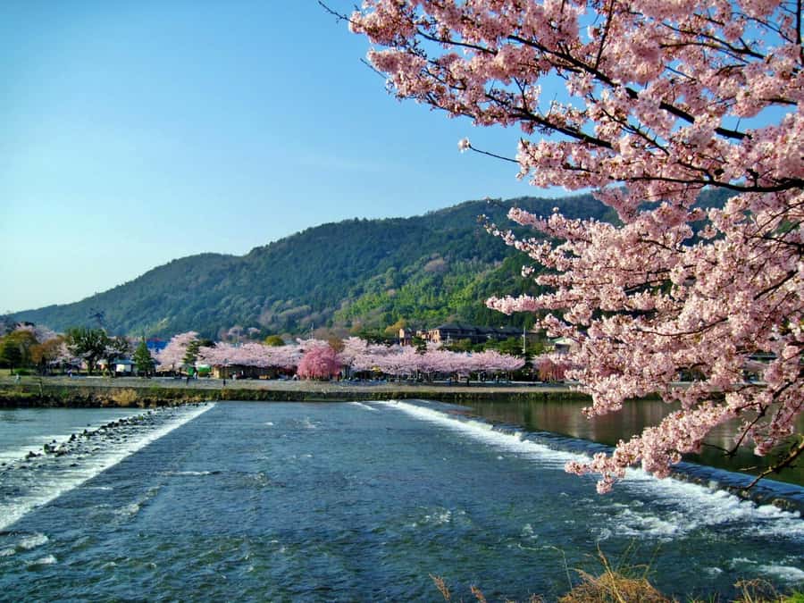 Osaka/Kyoto: Arashiyama, Nara & Fushimi Inari Shrine w/Lunch - Fushimi Inari: the red gate walk