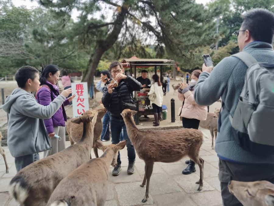 Osaka/Kyoto: Arashiyama, Nara & Fushimi Inari Shrine w/Lunch - Who will enjoy this trip most?
