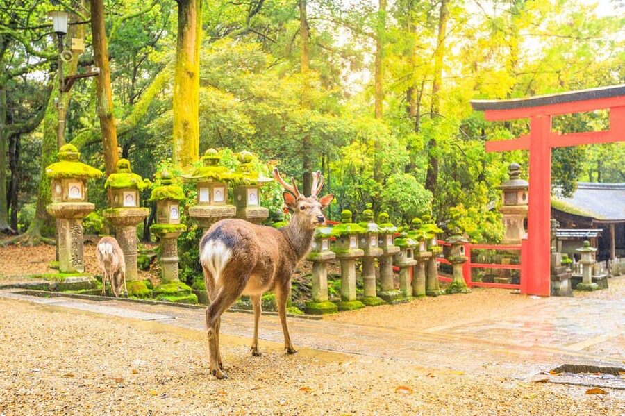 Osaka: Kyoto Highlights Tour and Pottery Workshop Experience - The Kiyomizudera area, pottery, and old Kyoto lanes