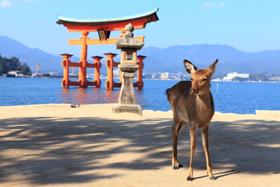 Osaka/Kyoto : Hiroshima & Miyajima Trip with Indian Lunch - Crossing Hiroshima Bay to Miyajima