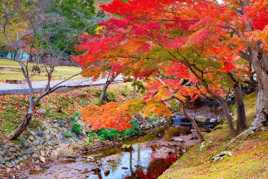Osaka/Kyoto: Katsuoji, Kinkakuji, Arashiyama 1-Day Bus Tour - Meeting points, timing, and what to bring
