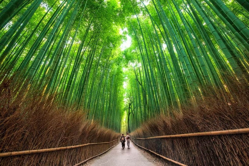 Osaka/Kyoto: Katsuoji, Kinkakuji, Arashiyama 1-Day Bus Tour - Guides and the pace of the day