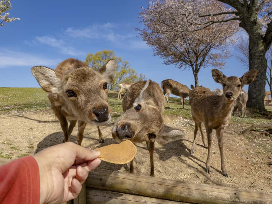 Osaka/Kyoto:Kinkakuji,Arashiyama,FushimiInariShrine,NaraPark - Arashiyama and the One-Hour Bamboo Grove Question