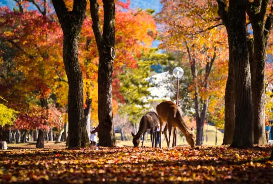 Osaka/Kyoto:Kinkakuji,Arashiyama,FushimiInariShrine,NaraPark - Kinkaku-ji and the Golden Reflection