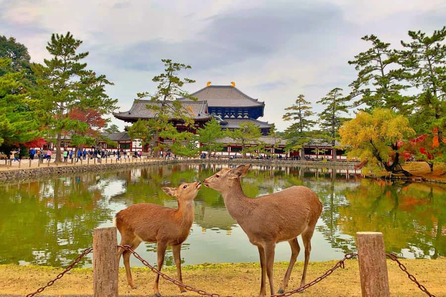 Osaka/Kyoto:Kinkakuji,Arashiyama,FushimiInariShrine,NaraPark - Nara Park and Todai-ji Before the Crowds