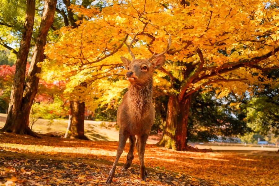 Osaka/Kyoto: Kiyomizudera Fushimi Inari, Nara Tour w/ Pickup - Why This Kyoto and Nara Day Trip Works