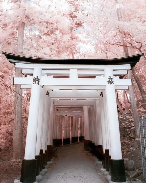Osaka/Kyoto/Nara: Custom Tour with English-Speaking Guide - Kiyomizu-dera and Kyoto’s Hilltop Views