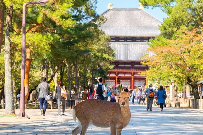 Osaka & Kyoto & Nara Top Hightlights English Speaking Tour - The pace, vehicle, and walking demands