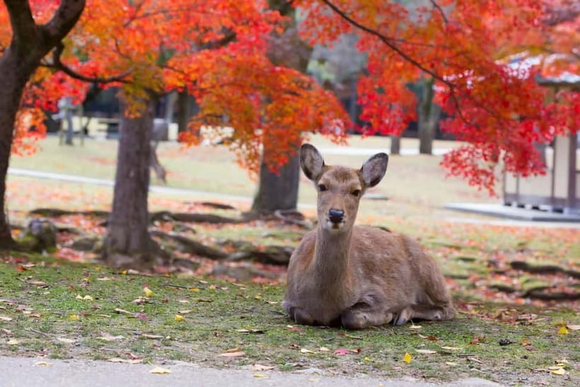 Osaka: Kyoto & Nara & Uji Historical and Scenic One-Day Tour - Walking, comfort, and practical limits