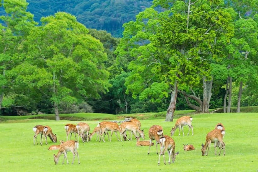 Osaka: Kyoto & Nara & Uji Historical and Scenic One-Day Tour - What the $56 price covers