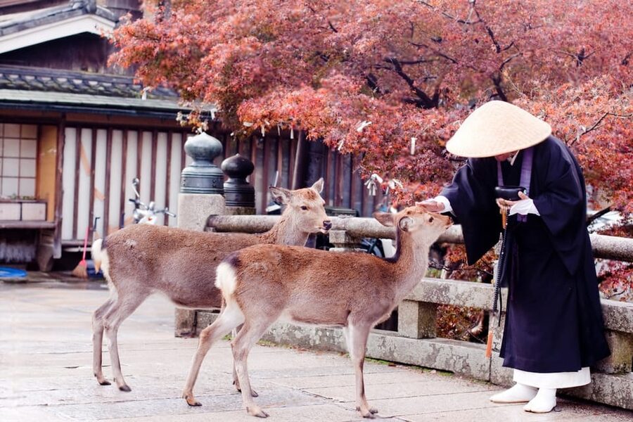 Osaka/Kyoto: Private Kyoto and Nara Day Trip - Arashiyama Bamboo Forest and the west side of Kyoto