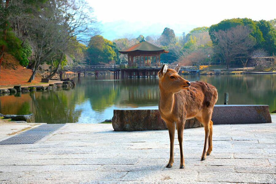 Osaka/Kyoto: Private Kyoto and Nara Day Trip - Kasuga-taisha and the quiet side of Nara