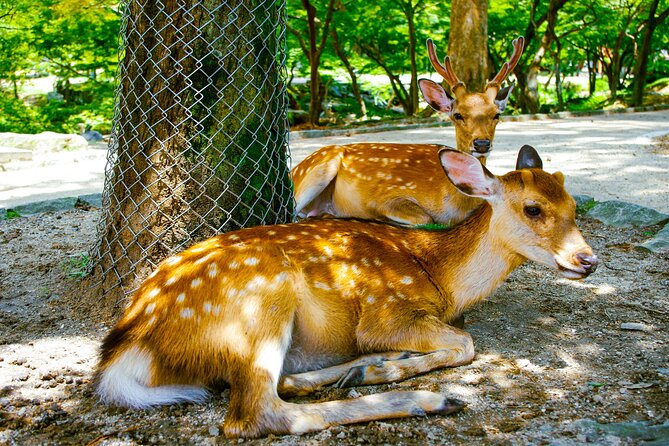 Osaka & Nara in 1-Day by Private Van with Local Expert Guide - Osaka’s youth districts and electronics streets