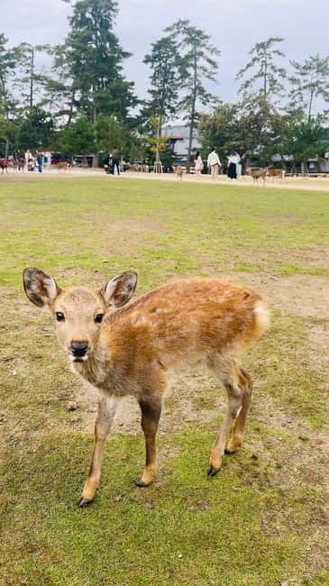 Osaka & Nara: Private Tour with English speaking guide - Key points to know before booking