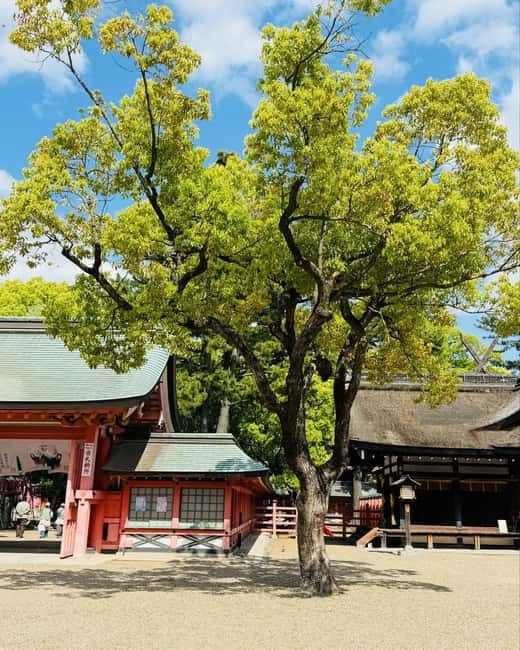 Osaka & Nara: Private Tour with English speaking guide - Umeda Sky Building and Dotonbori after dark