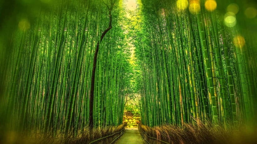 Osaka to Kyoto: Arashiyama Bamboo Grove Small Group Tour - Why this Kyoto day works from Osaka