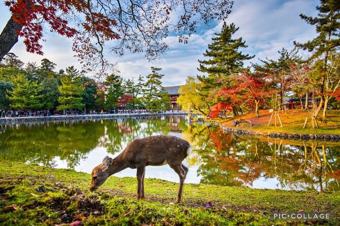 Private Tour Kyoto-Nara w/Hotel Pick Up & Drop off from Kyoto - Five famous places without five separate transport puzzles