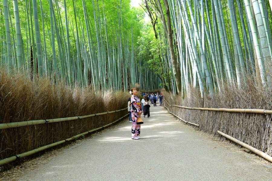 Private Tour to Monkey Park and Arashiyama Highlights - What the private guide adds
