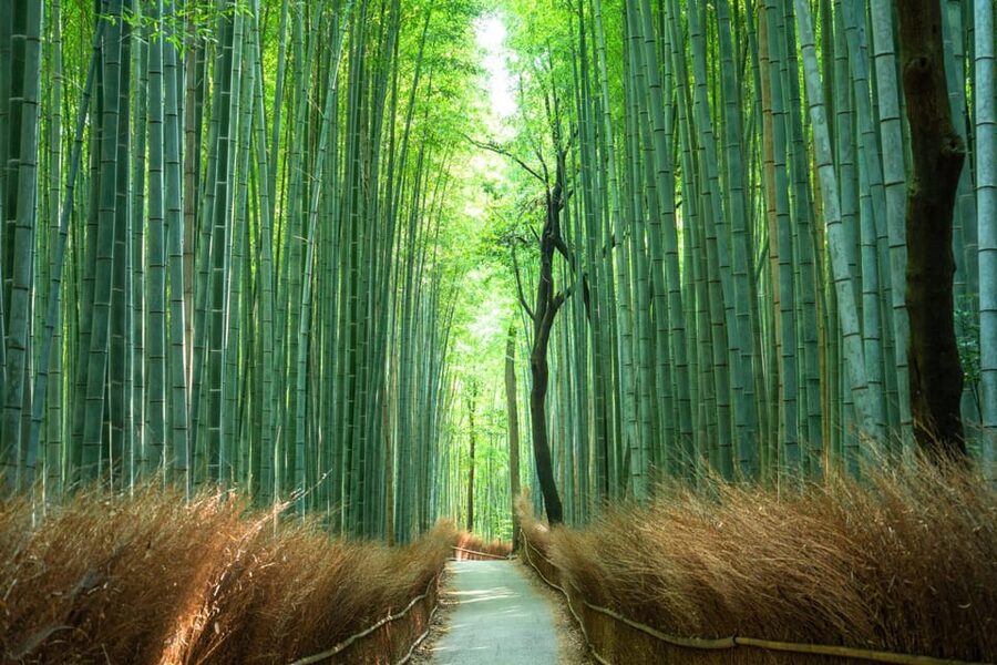 Private Tour to Monkey Park and Arashiyama Highlights - Who should book this Arashiyama outing?