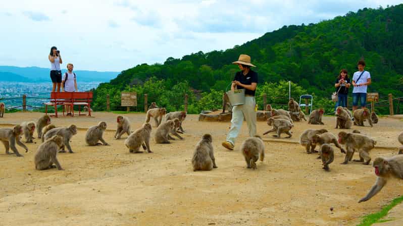 Private Tour to Monkey Park and Arashiyama Highlights - The 20-minute climb to Iwatayama Monkey Park