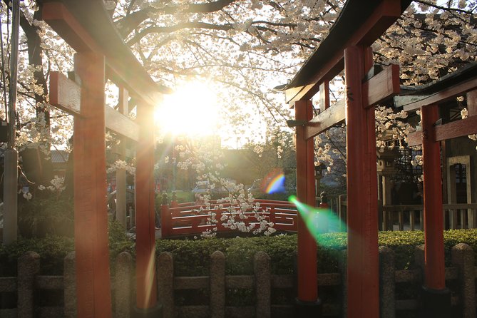 Private & Unique Kyoto Cherry Blossom "Sakura" Experience - Adding the evening mood of yozakura