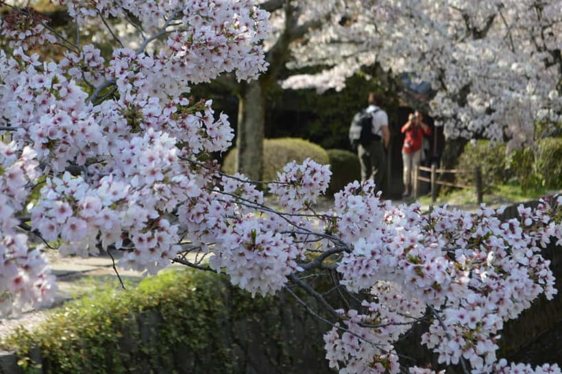 Sacred Pathways: Discover the Philosopher's Path of Kyoto - Key points to know before booking